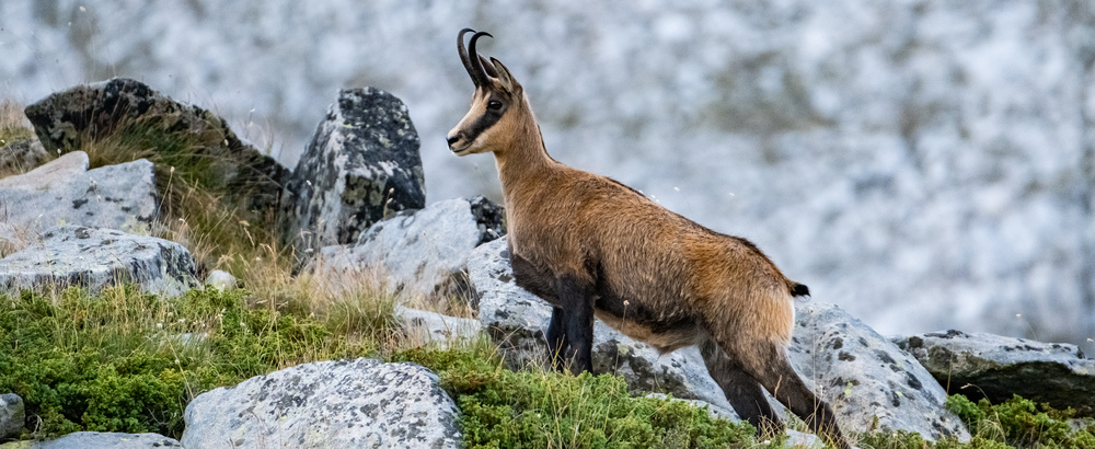 Chevre Bulgarie Montagne