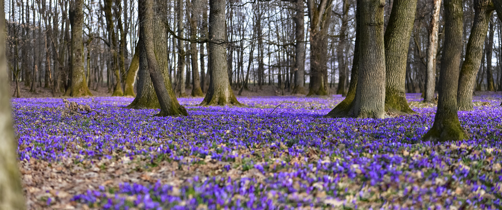 Fleurs de Carpates