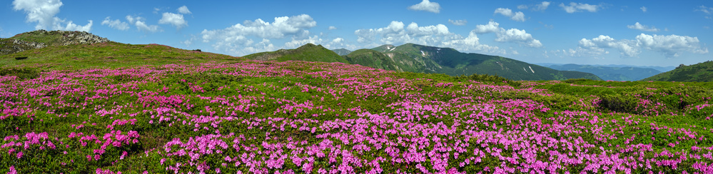 Montagnes Fleurs Bulgarie