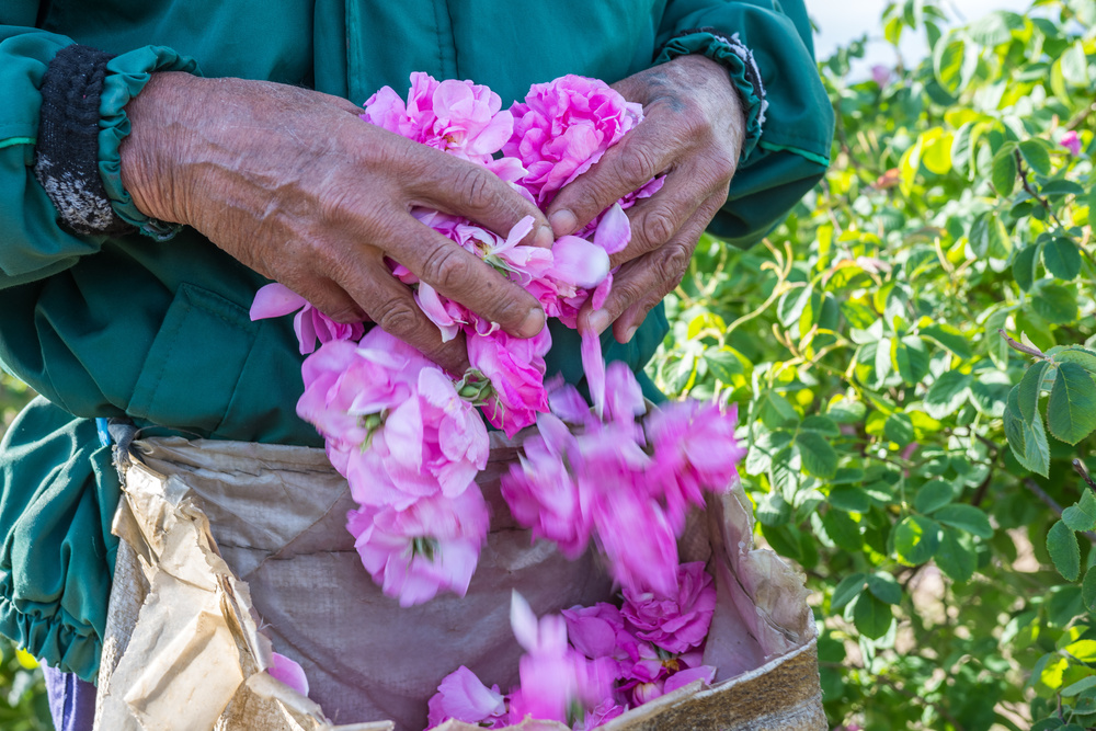 Roses Bulgarie