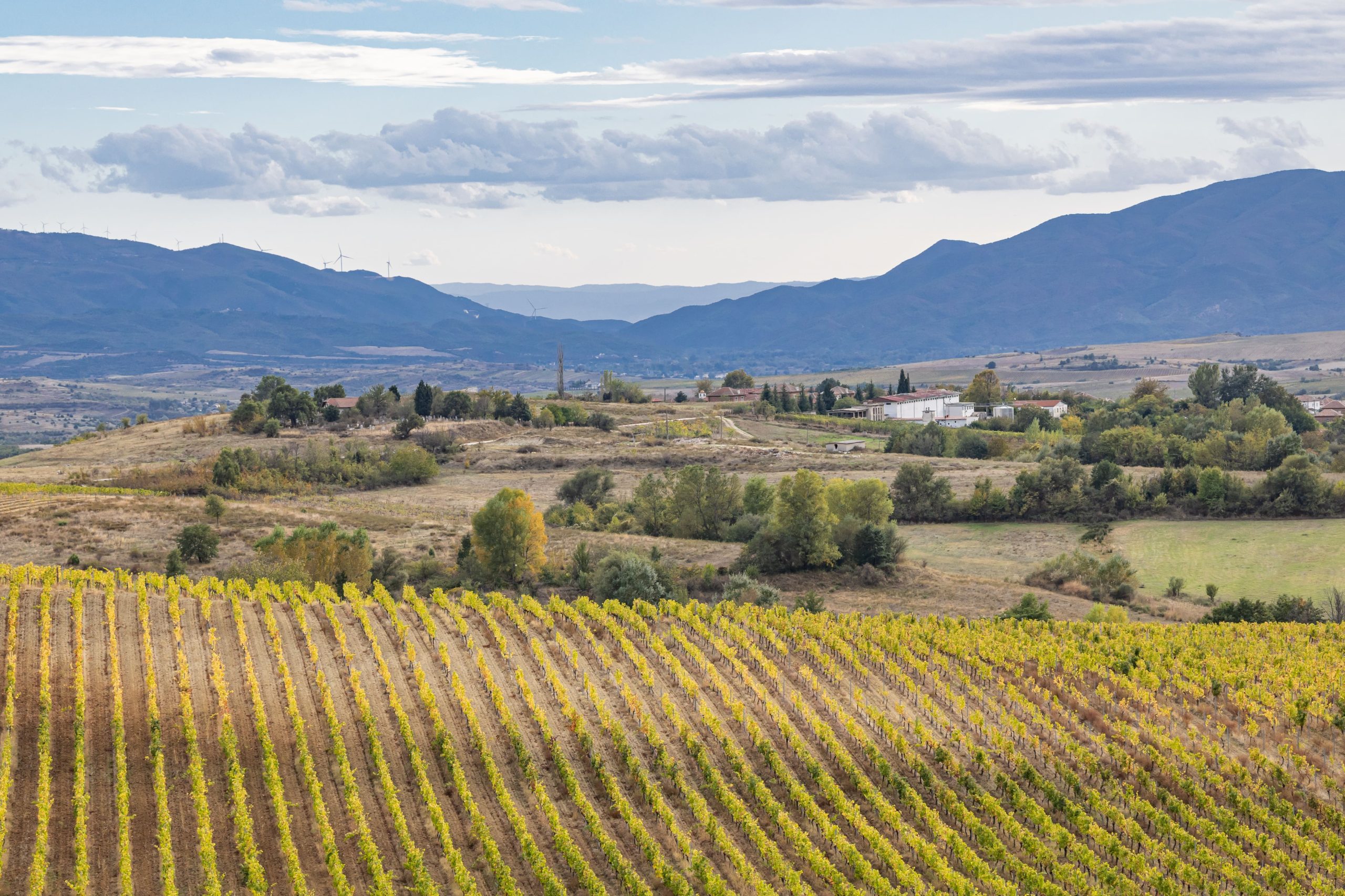 Vignoble en Bulgarie, vin