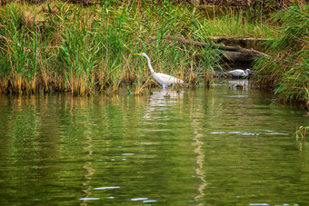 Réserve naturelle de Ropotamo