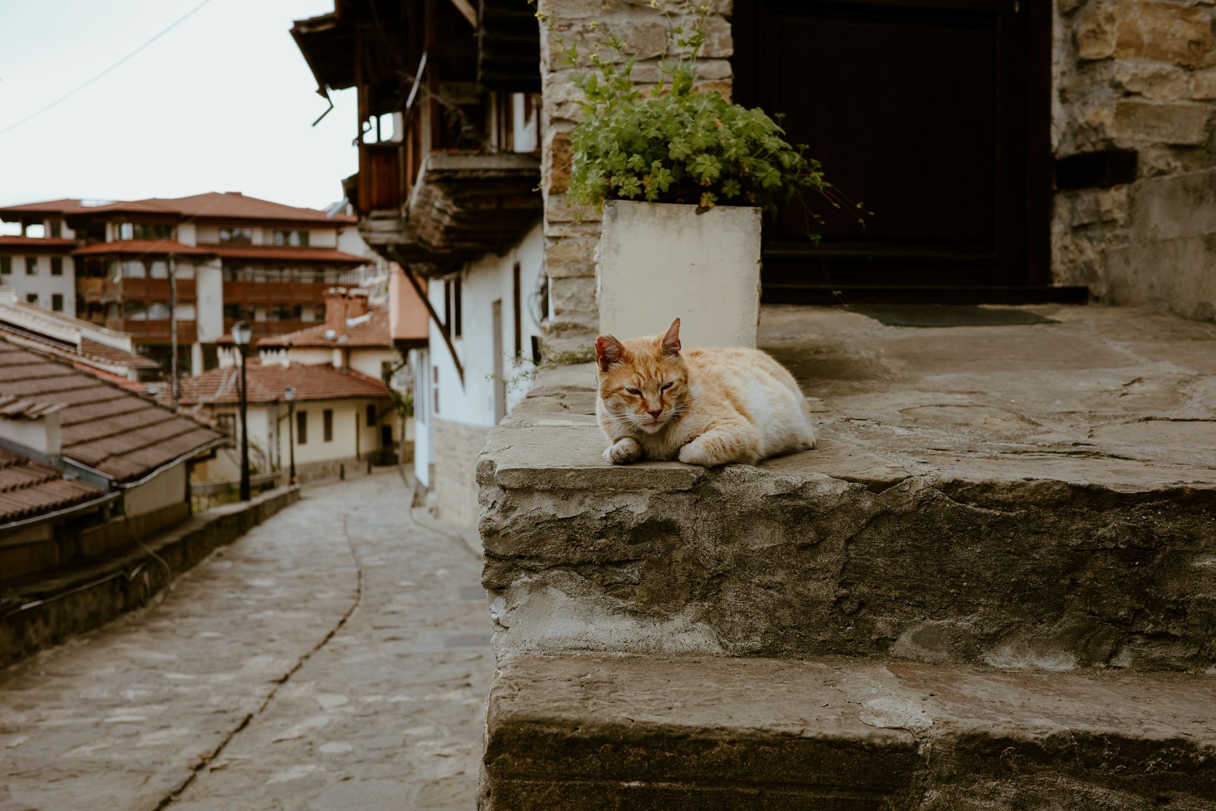 Chat à Veliko Tarnovo en Bulgarie