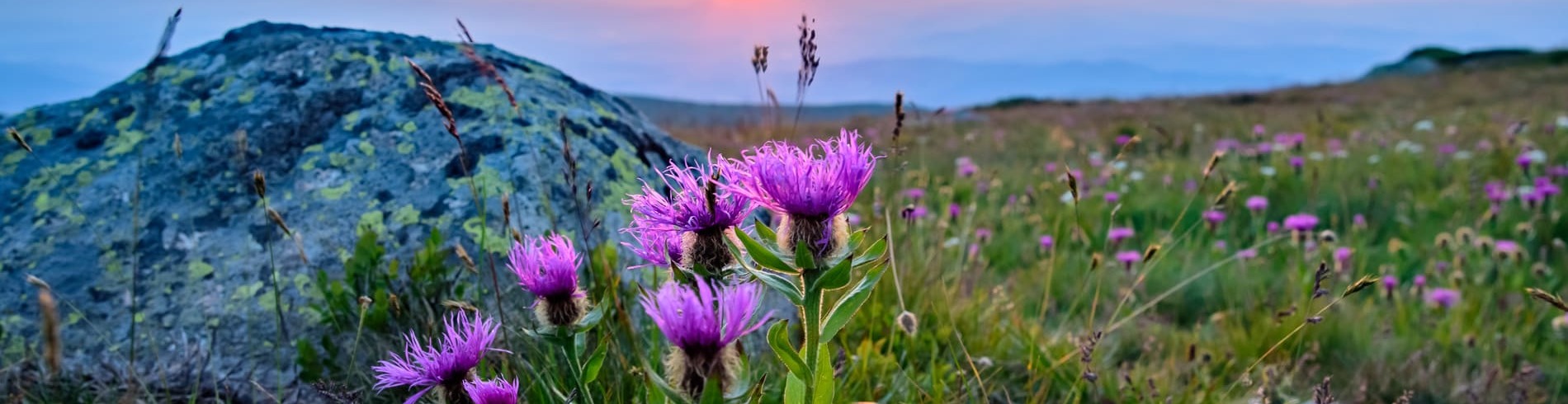Vitosha mountain-Bulgarie