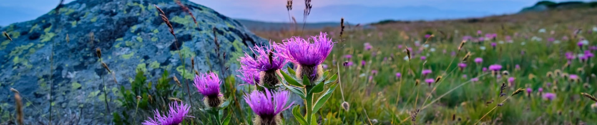 Vitosha mountain-Bulgarie