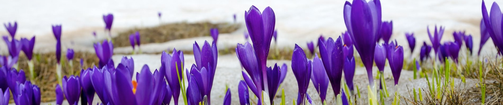 Fleur du Massif de Rila Bulgarie