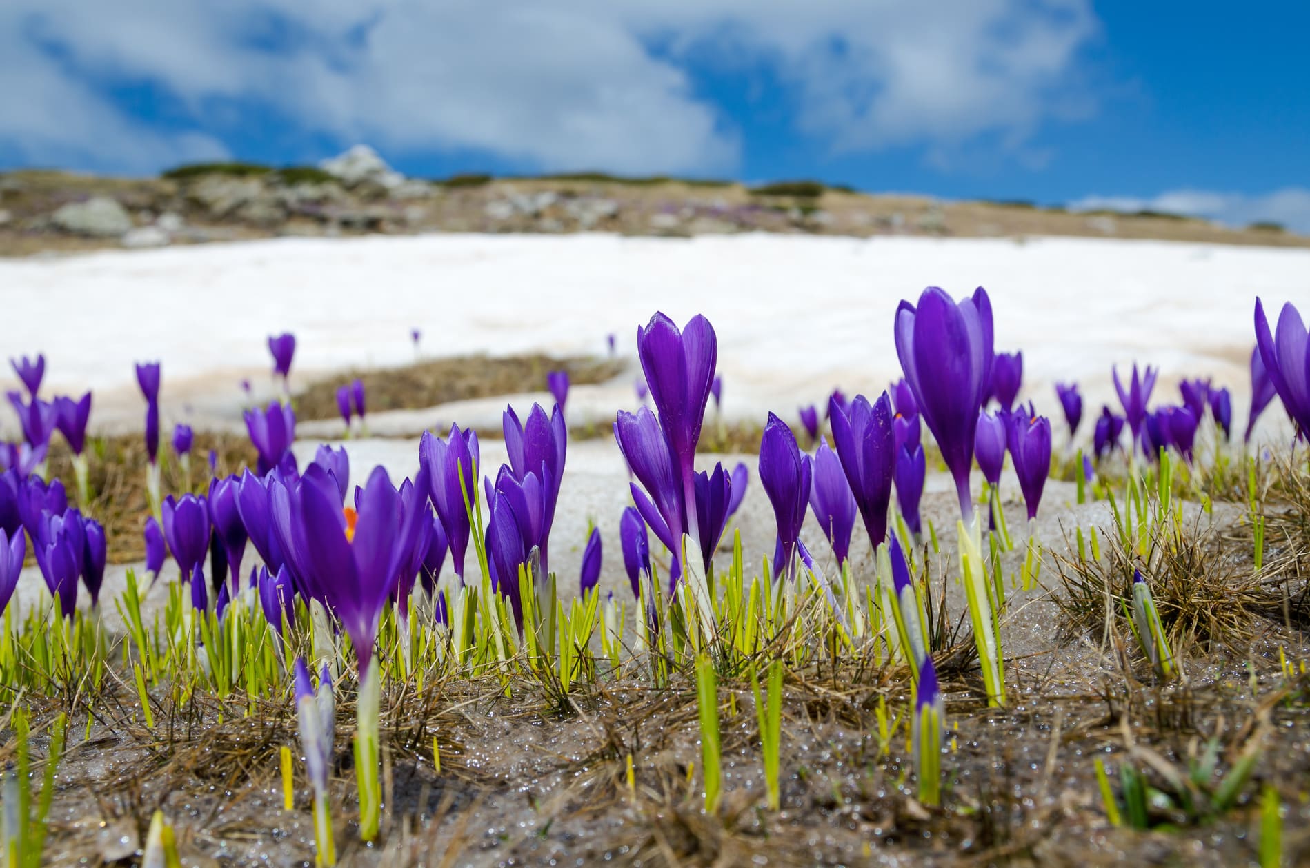 Fleur du Massif de Rila Bulgarie