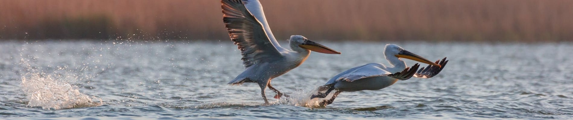 Pelicans Delta du Danube Roumanie