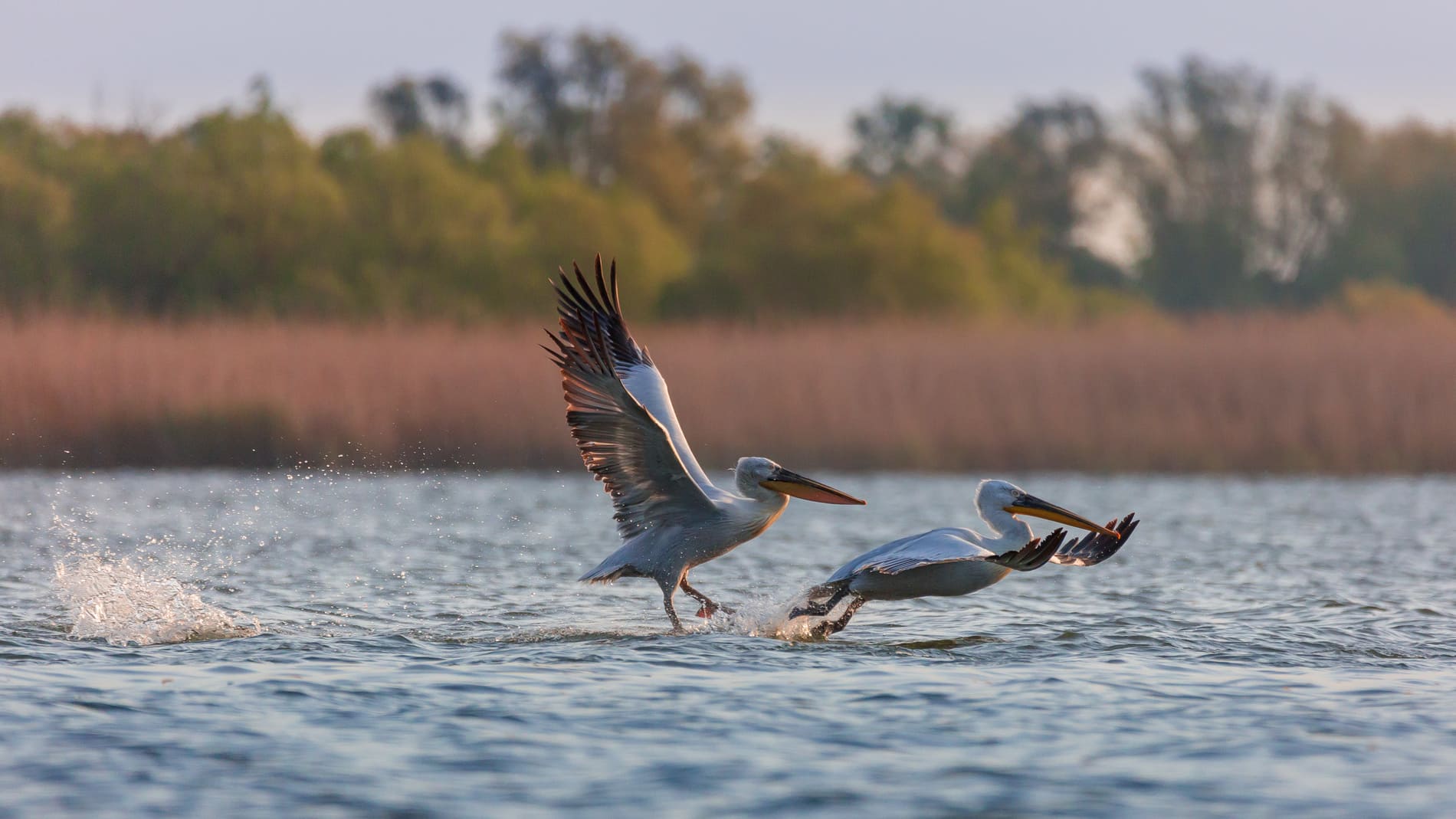 Pelicans Delta du Danube Roumanie