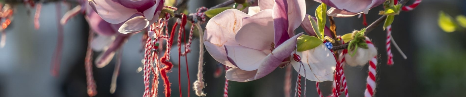 Magnolia Bulgarie