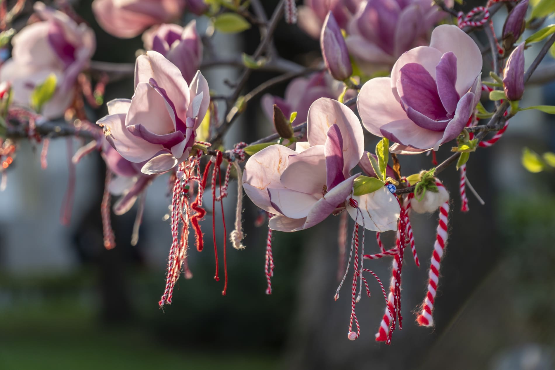 Magnolia Bulgarie