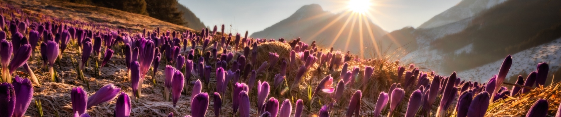 Fleurs Balkans