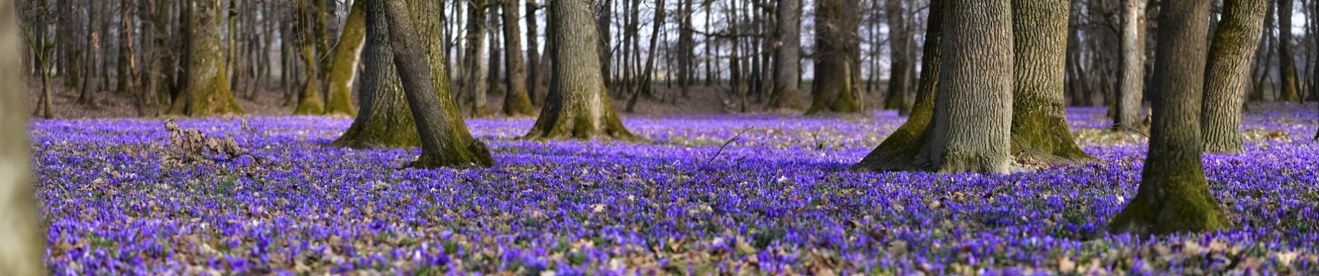 Forêt de Roumanie