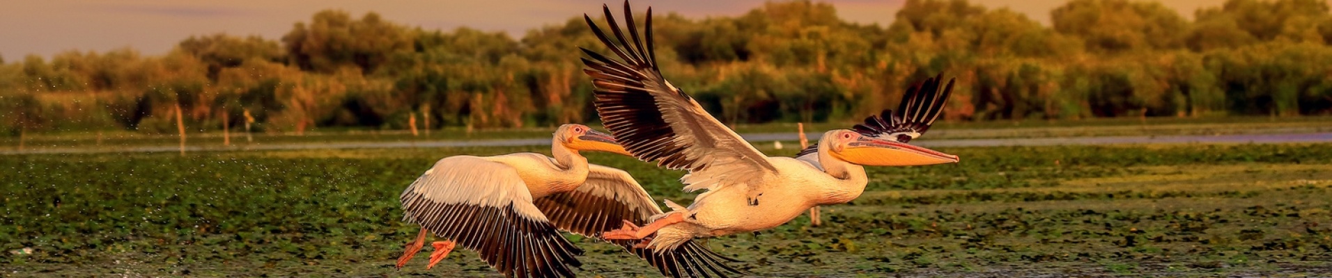 Pelicans Roumanie