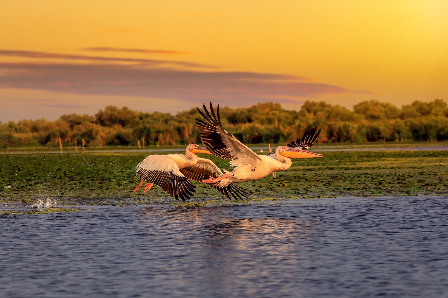 Pelicans Roumanie