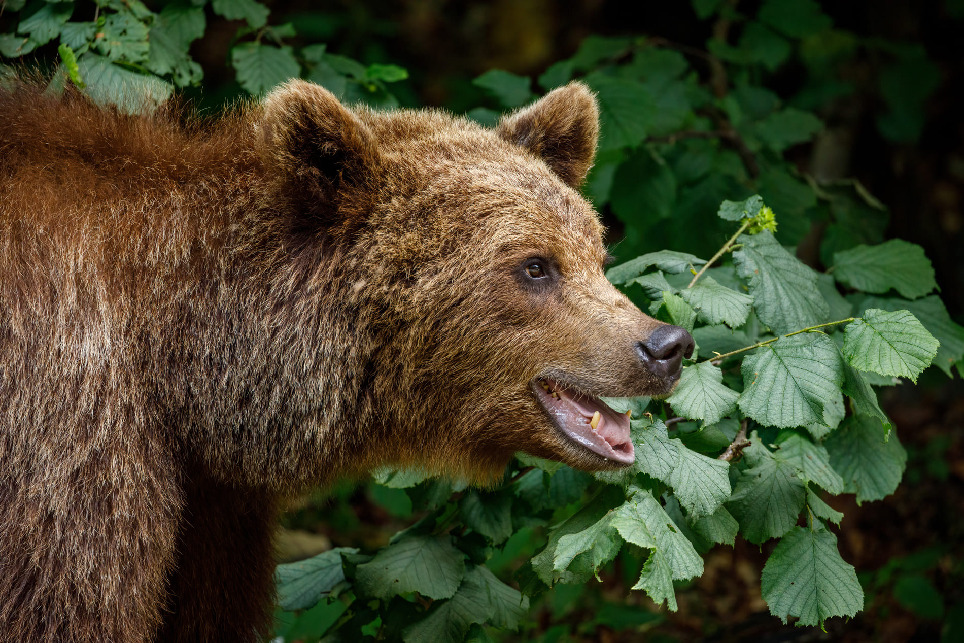 ours-carpates-roumanie