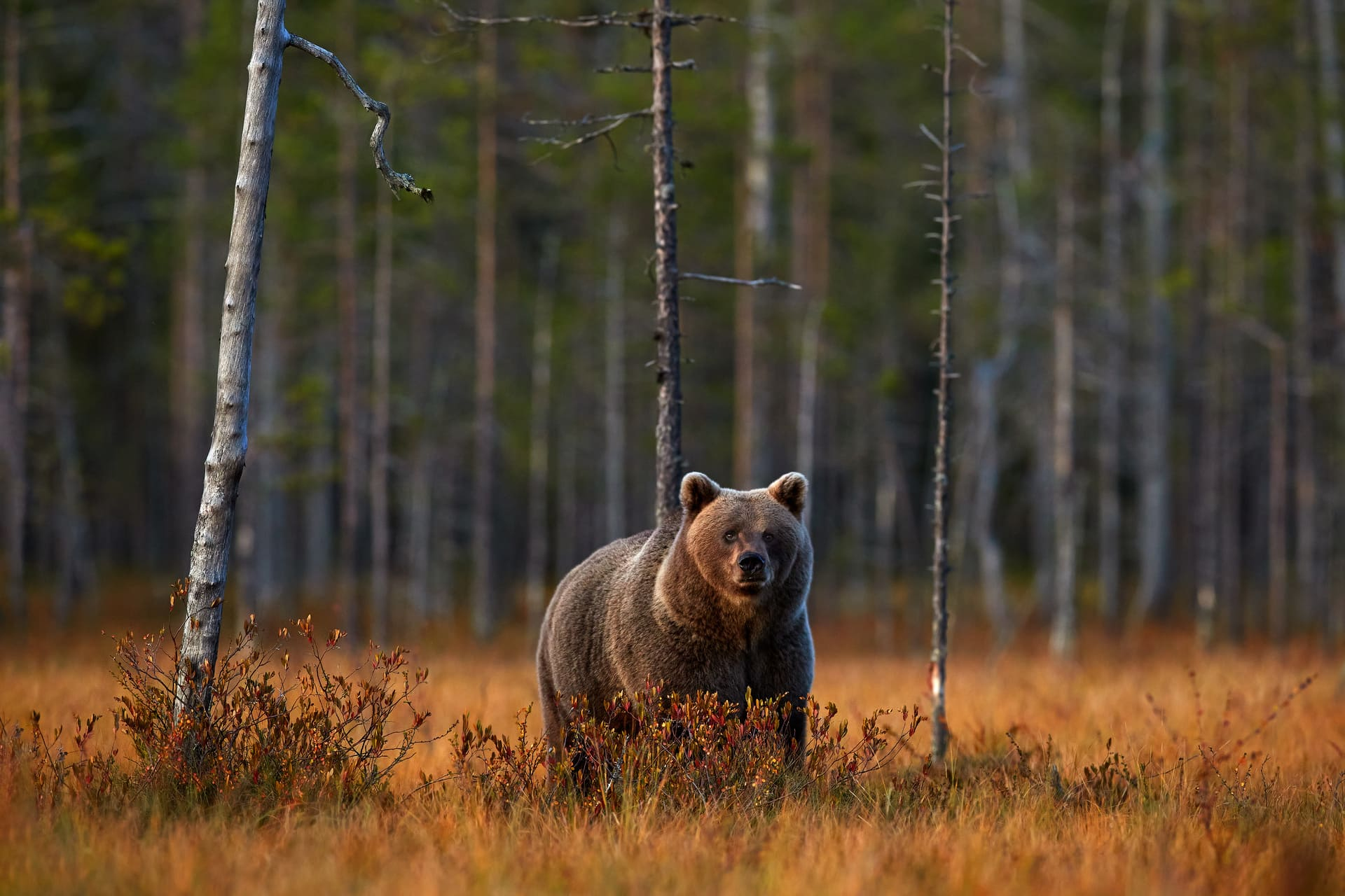 ours-roumanie