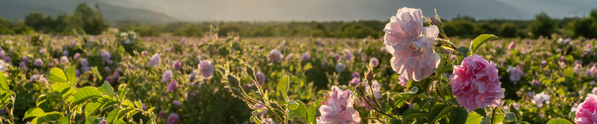 vallee-roses-bulgarie