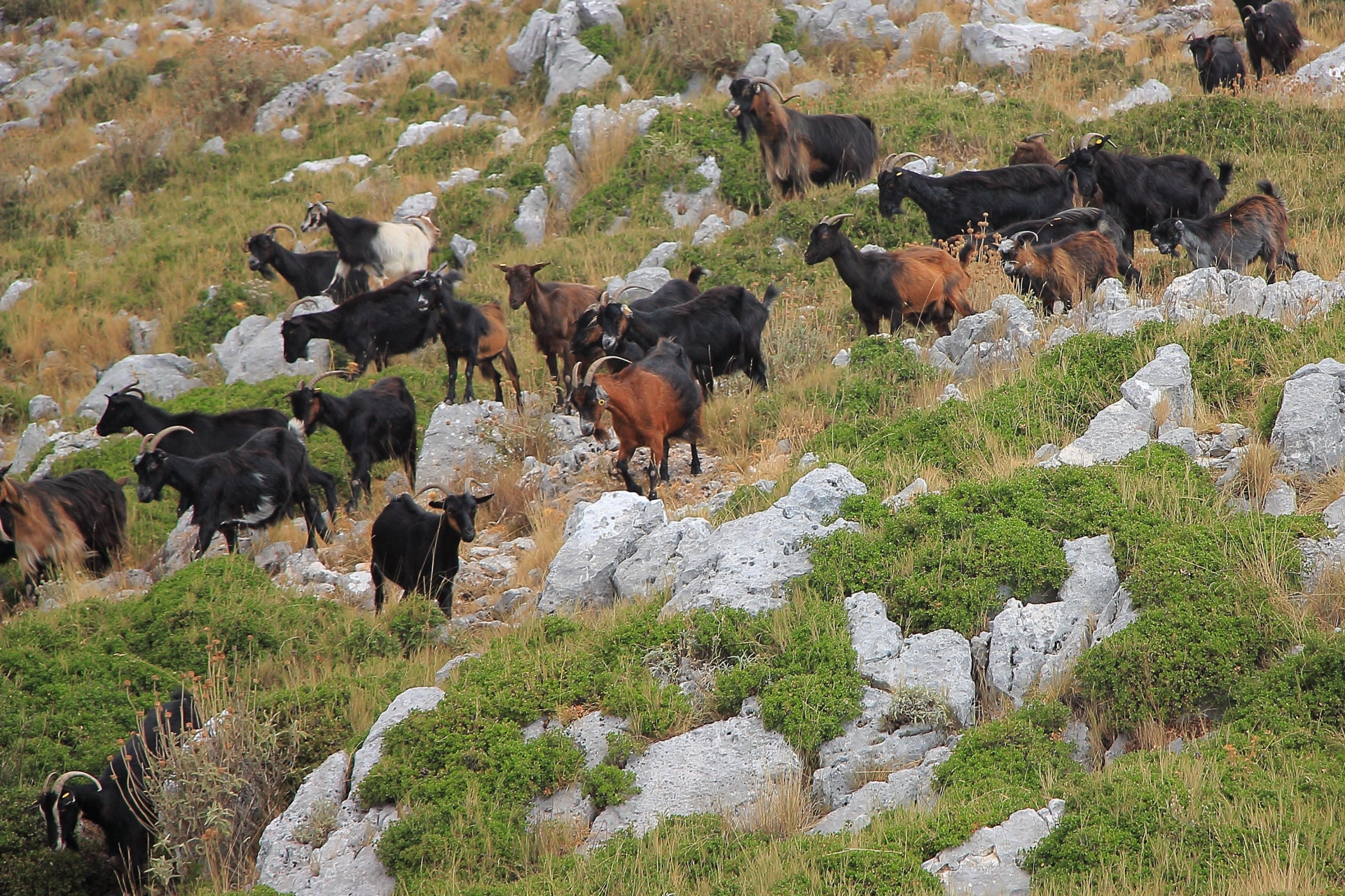 Chevres dans le col de llogar