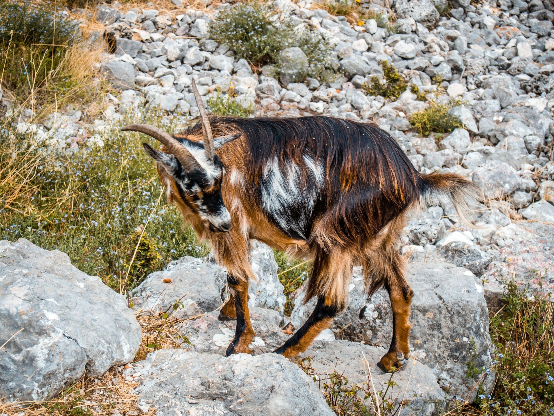 Chevre Albanie