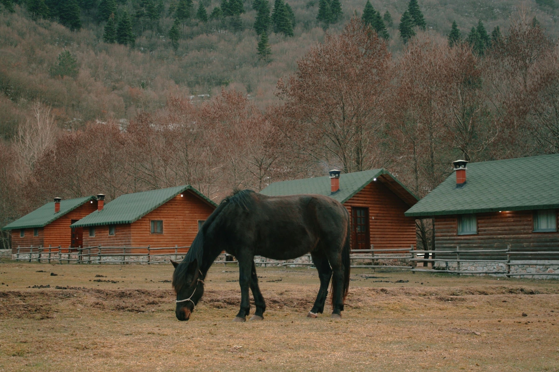 Cheval noir dans une ferme